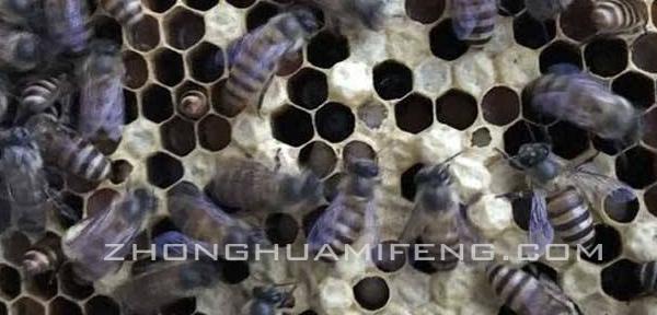 中蜂中囊病与白头蛹区别,中蜂白头蛹怎么治疗
