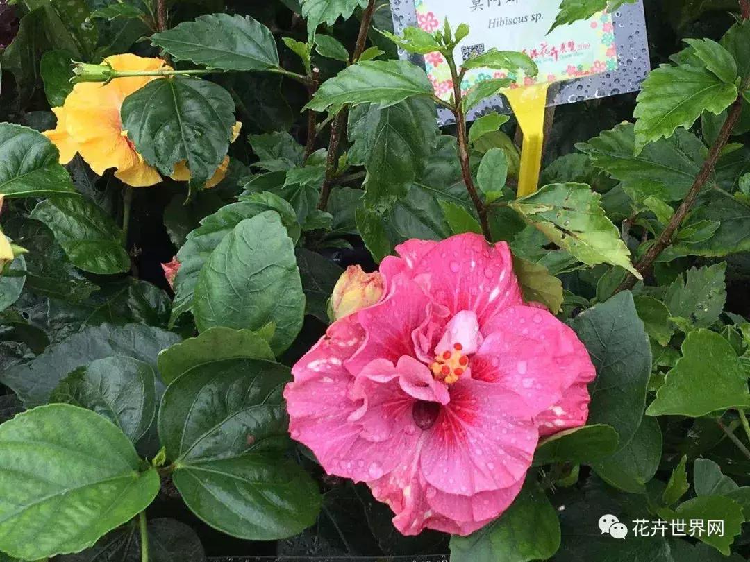 香港花卉艺术展,共赴盛会活动