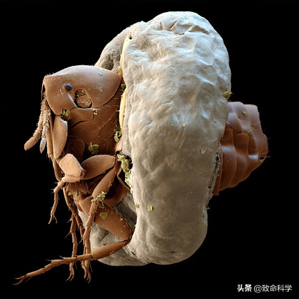 跳蚤可怕的克星,跳蚤可怕还是虱子可怕