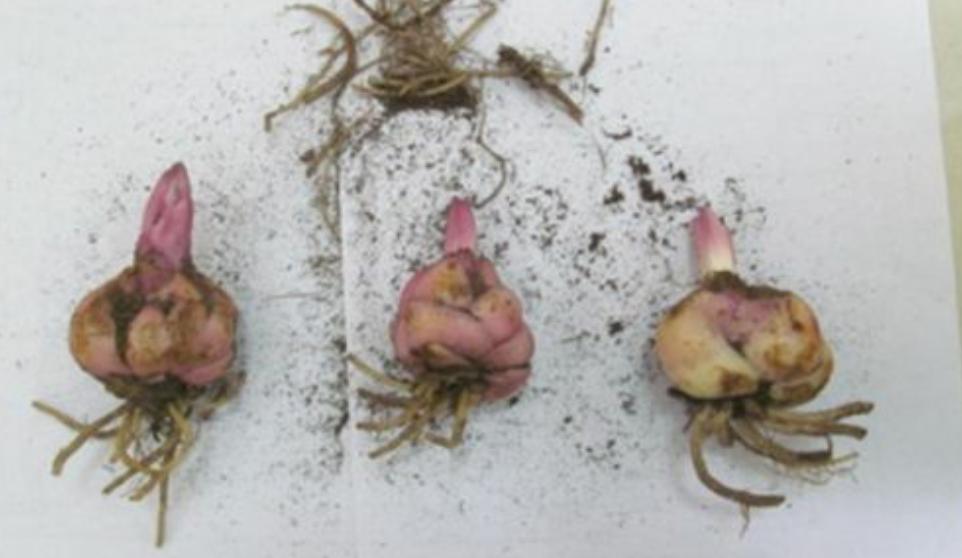 百合花怎么养才能使它开花不长高,百合花怎么养花期长得快