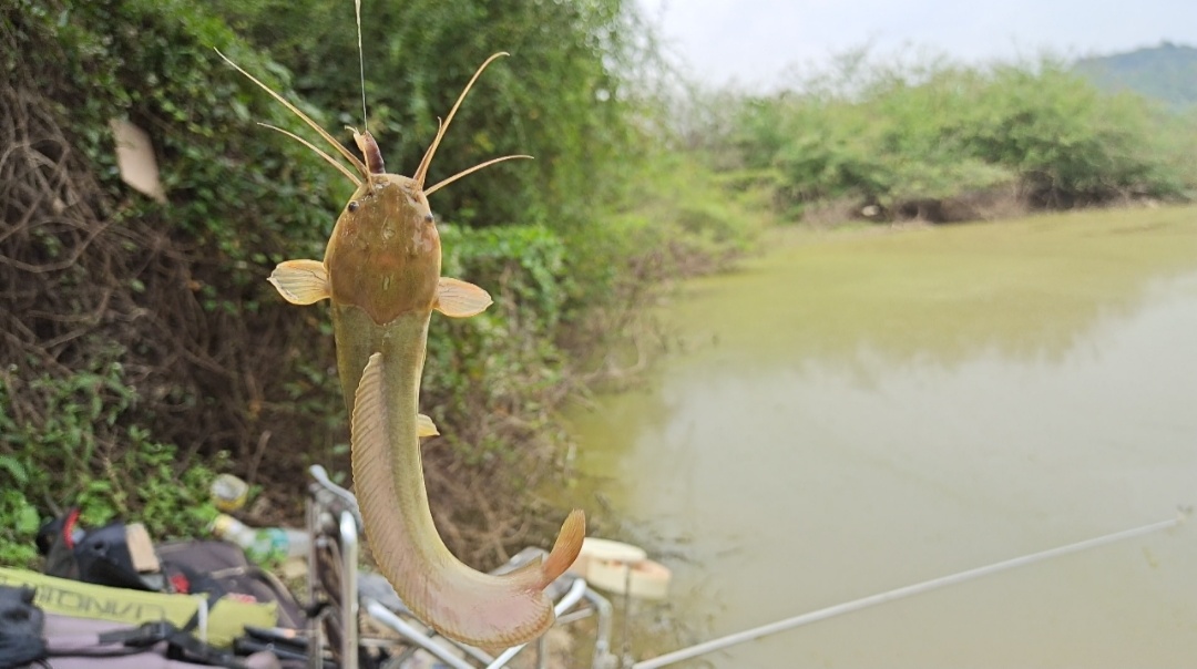钓鱼的烦恼和处理方法,钓鱼上瘾了怎么办