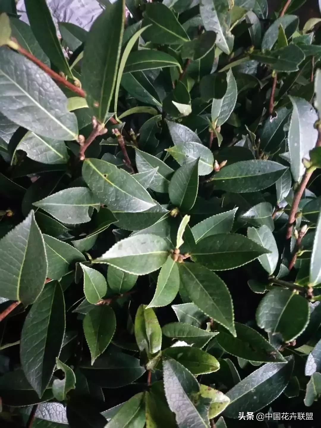 春天花市有哪些花材,便宜又大把的花材有哪些