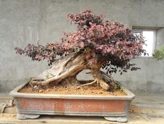 红花檵木的养护方法照片,常见与红花檵木搭配的绿色植物