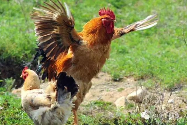 怎么样才能知道土鸡是什么样的,如何知道土鸡缺少什么营养