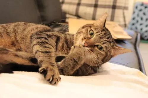 猫咪子宫蓄脓绝育前怎么预防,猫咪长期未受孕会怎样