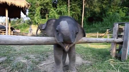云南小象顽皮,小象宝宝为什么这么淘气