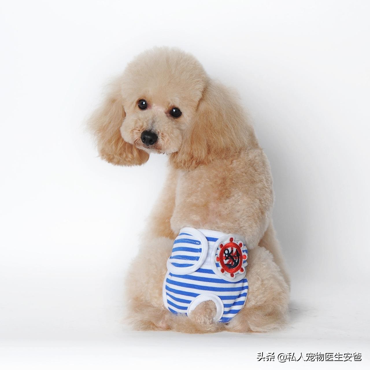 安爸训养犬,安爸教你养比熊