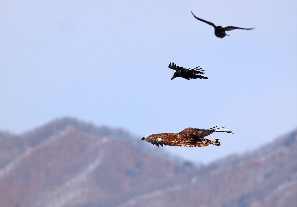 老鹰混进鸡棚吃小鸡,老鹰跑进鸡窝反被鸡围攻