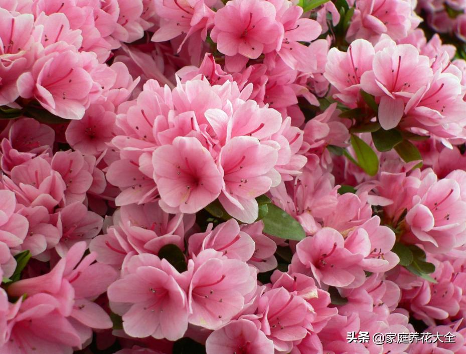 杜鹃新发芽就变黄枯萎怎么救,杜鹃开花少怎么办