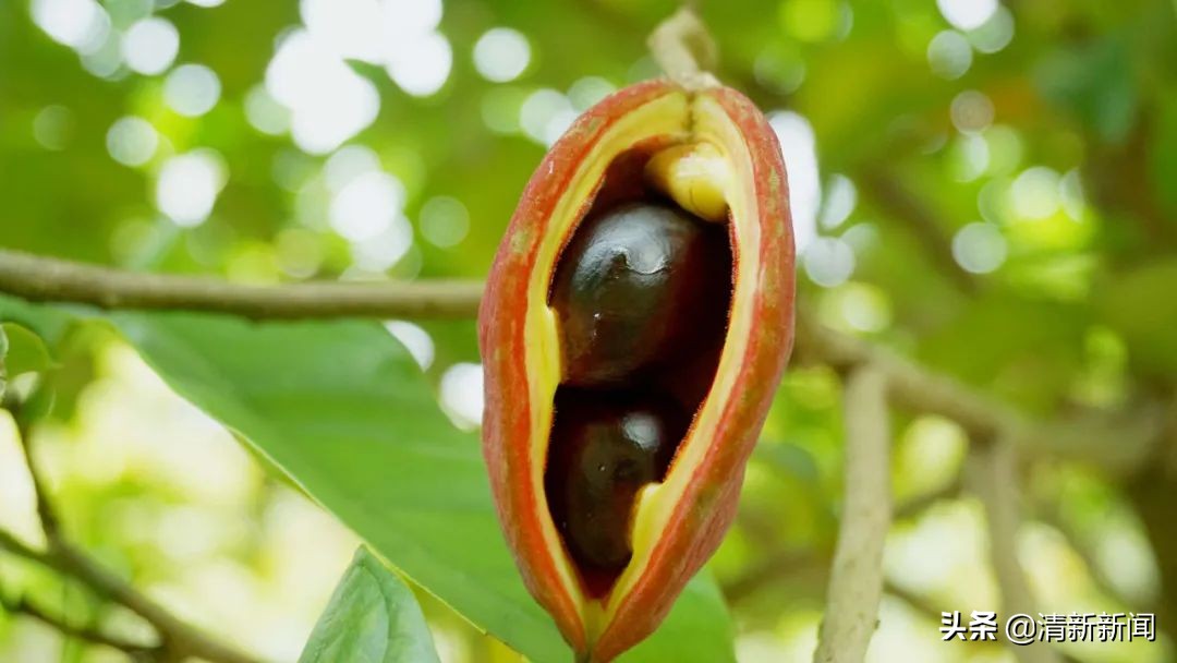 七八月，清西人多了一种“口果”，美味