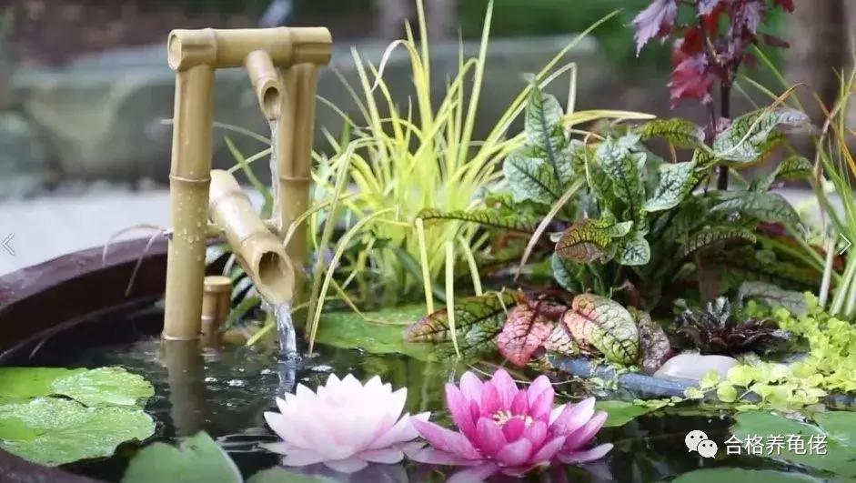 每周一龟｜致敬巴神，物美价廉的普通彩龟