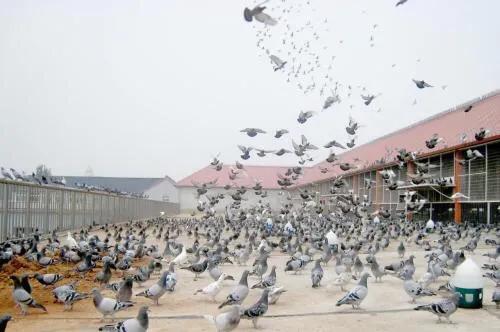 信鸽养鸽知识大全,养赛鸽怎么除虫清肠道