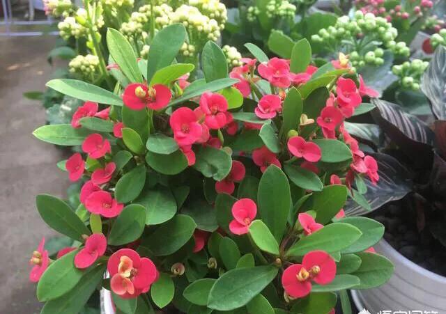 家养虎刺梅，如何养护才好？正确方法在这里。