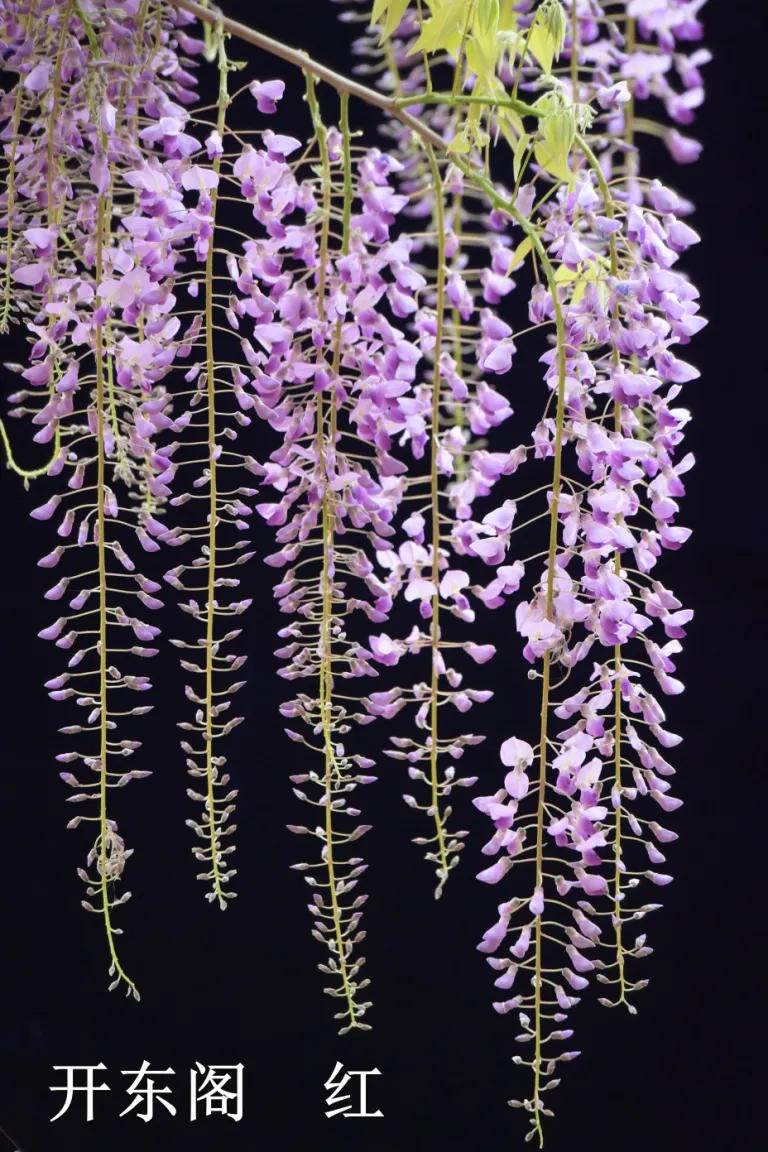 网红古树紫藤花,网红紫藤花