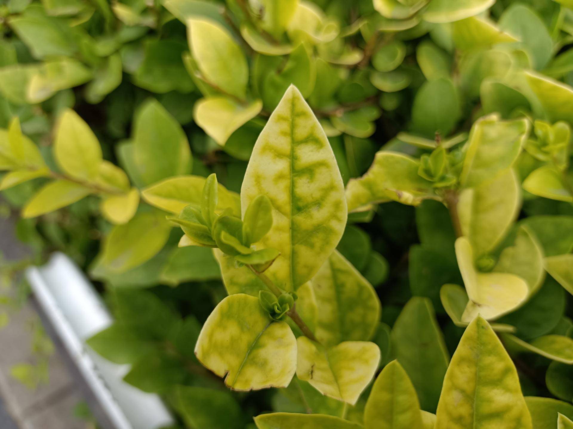 iqooz1到底值得入手吗,iqooz1是否值得入手