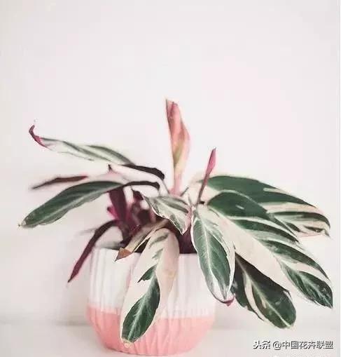 打翻了调色盘的花,打翻了调色盘的美景