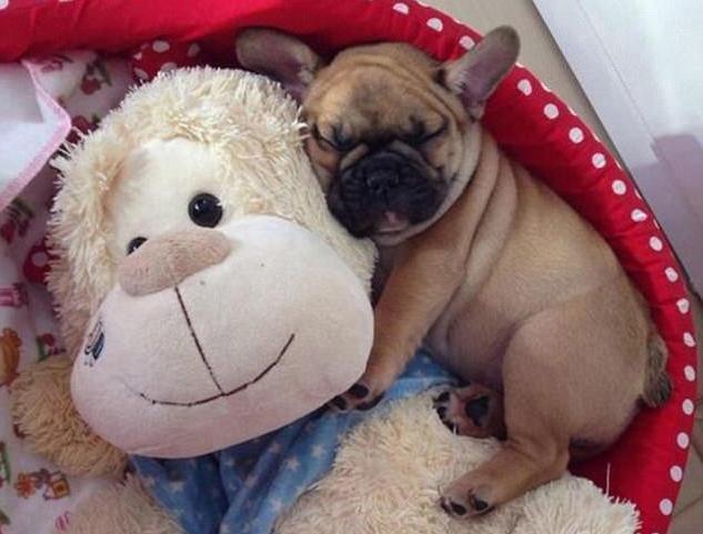 狗狗做梦的反应,原来隐藏了狗狗不同的心理