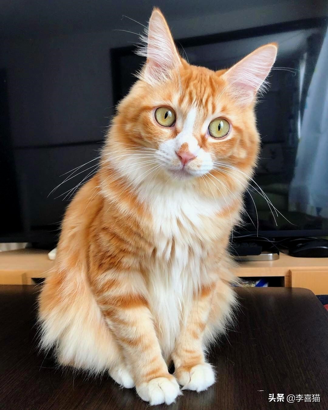 怎么防止猫咪挠家具,如何解决猫咪挠家具