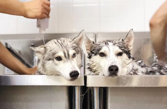 哈士奇毛发粗糙,哈士奇毛发会不会变黑