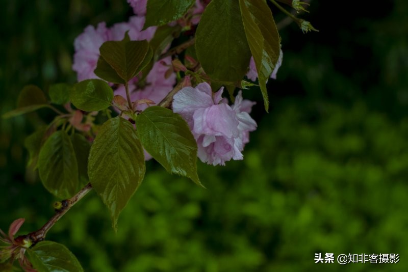 100元m43大光圈镜头推荐,50mm1.7定焦镜头怎么样