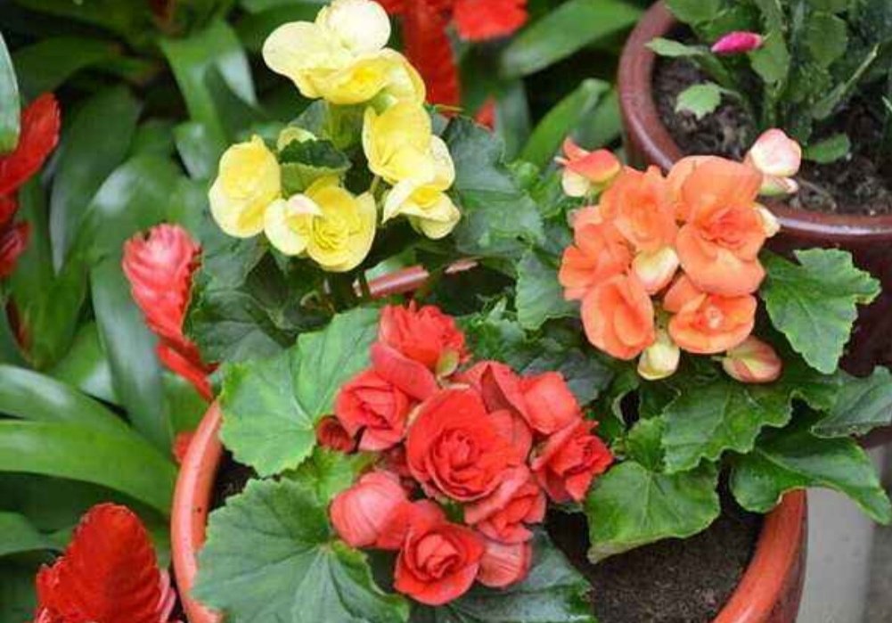 四季海棠开花后怎么处理谢的花,室内宜养的花海棠四季开花吗