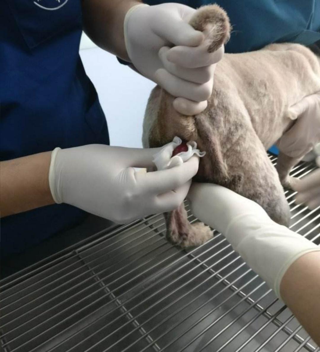 宠物主人：狗狗拉稀引起的直肠脱怎么治疗呢？为什么会反复脱出