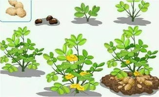 花生控旺用多效唑对花生有影响吗,花生控旺剂用什么药好