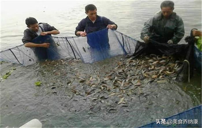 价格低迷3个月,至今难上8元,渔民却已经开始投苗