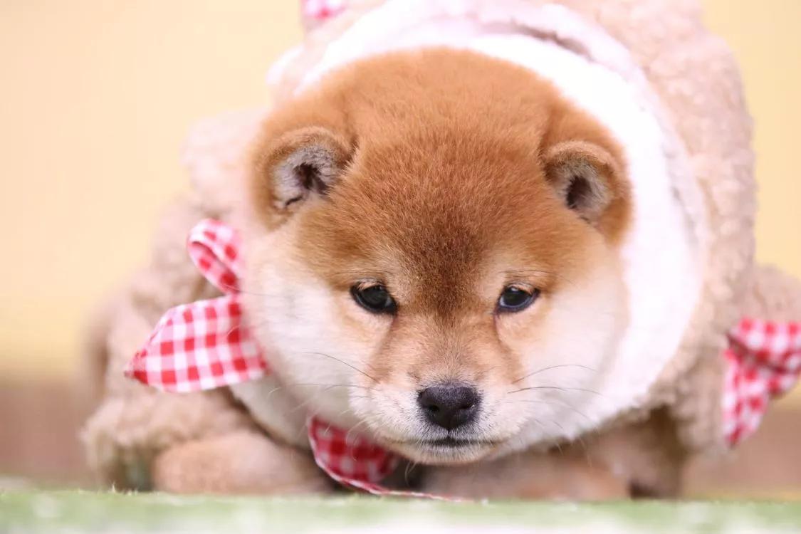 如何选择一只纯种的柴犬,如何选择一只正宗的柴犬