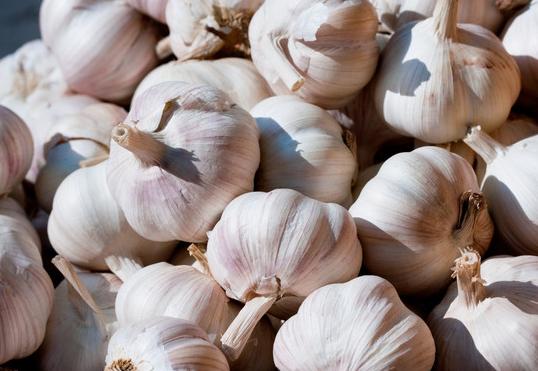 大蒜的常见病害及应对措施,大蒜储藏期主要病害
