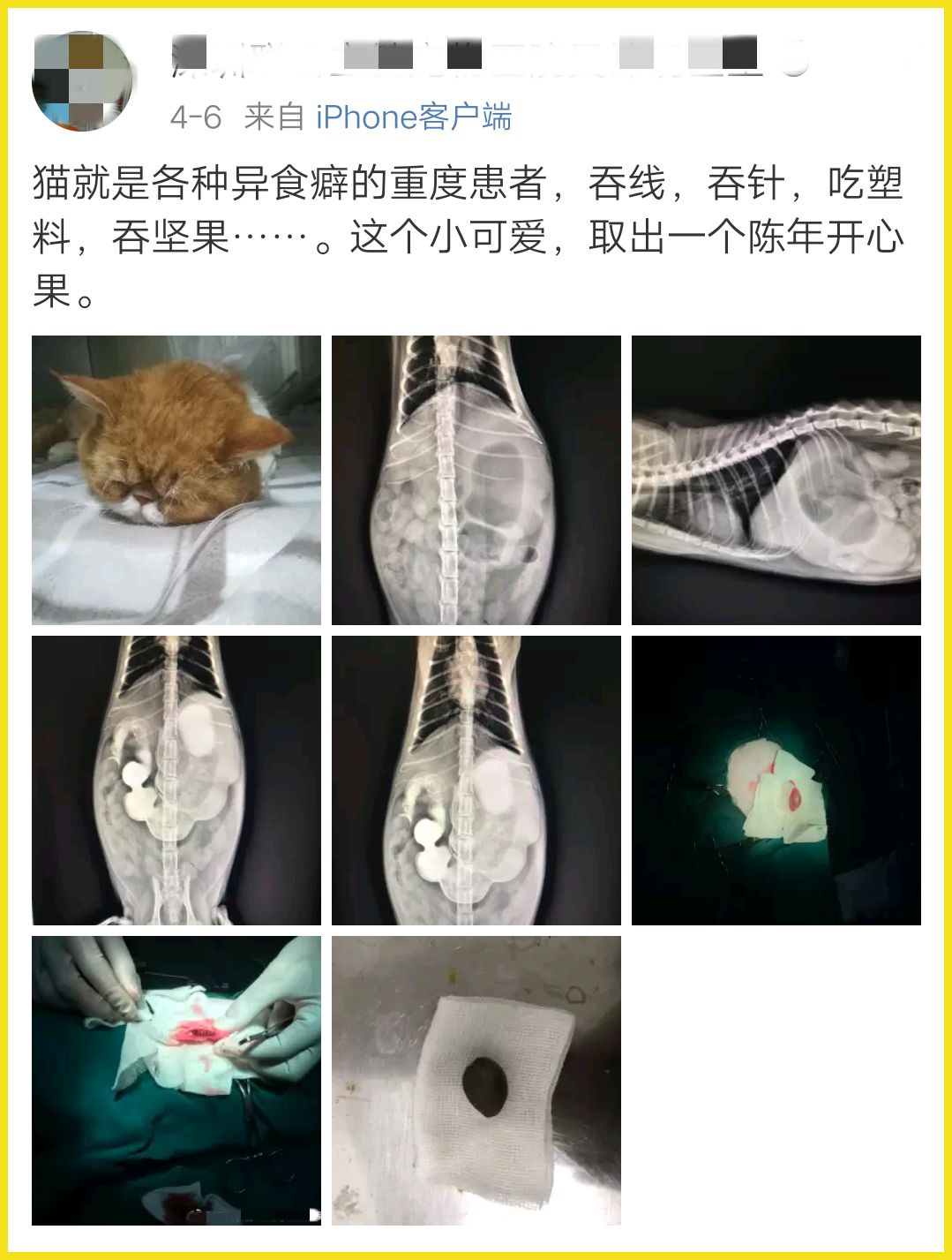 我家猫吞了根针险些丧命，这些东西千万别让猫碰