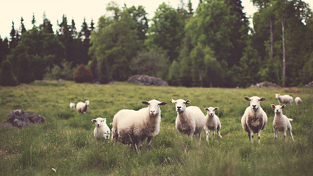 《优秀的绵羊》：精英教育桎梏进步，博雅教育才是大学的真正使命