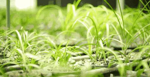 春兰名品兰花,春兰兰花名品图鉴