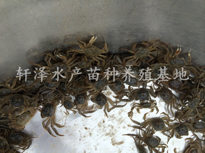 室内养殖螃蟹有什么方法,养殖螃蟹掉脚是什么原因