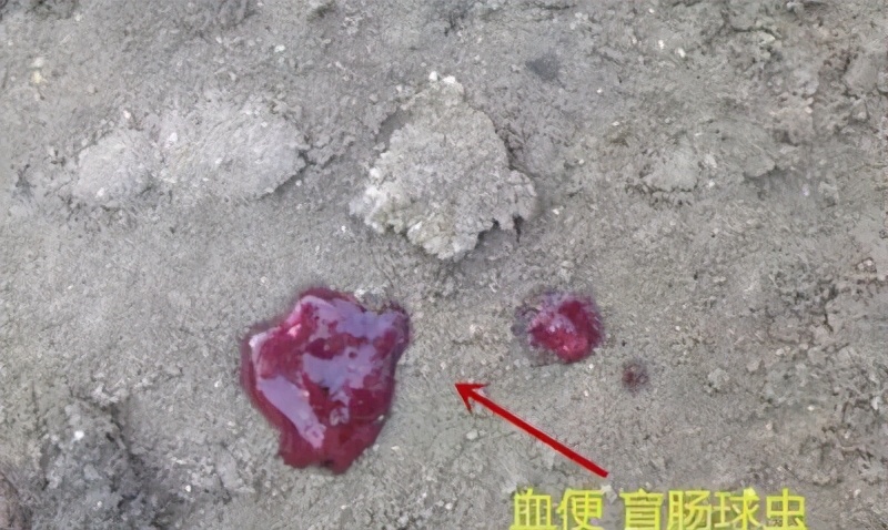 如何分辨虚寒下痢和泻热下痢,预防家禽白痢