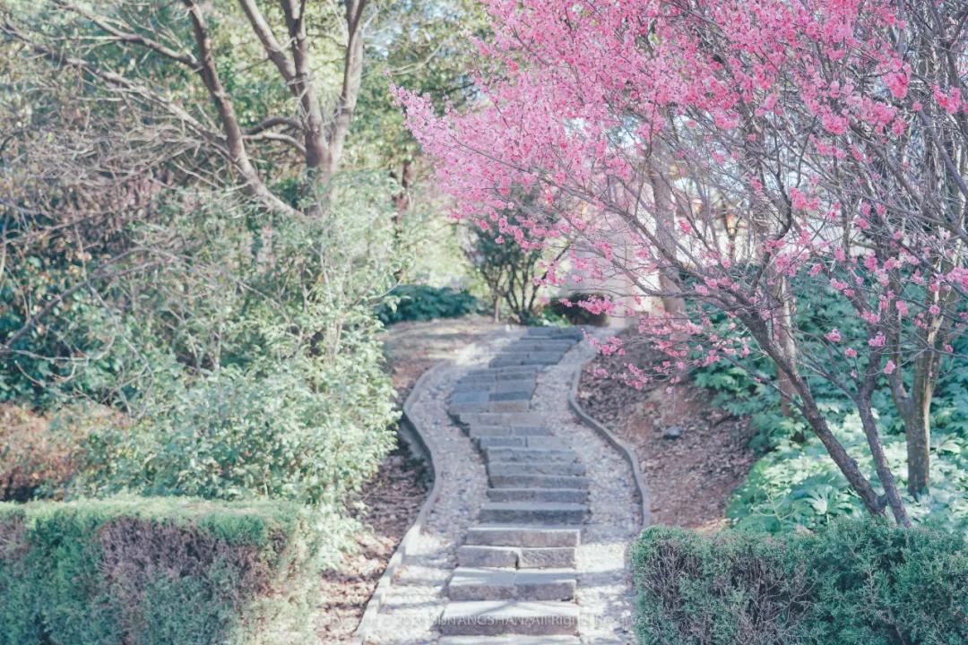 南京赏梅花的绝佳位置,南京赏梅花的最佳地方