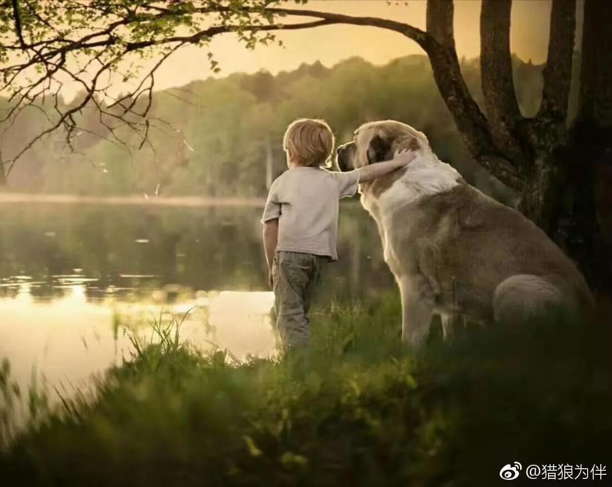 高加索犬猎狼犬图片,大高加索猎狼犬