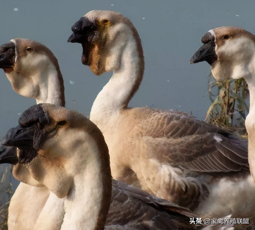 狮头鹅苗在一年之中几个月最便宜,狮头鹅苗多少钱一只能长多少斤