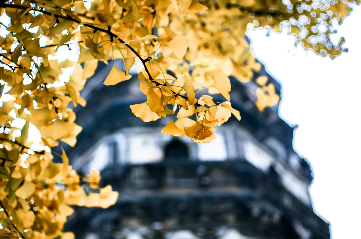 江南的秋天,温柔诗意,漫步姑苏城感受岁月静好,人间值得