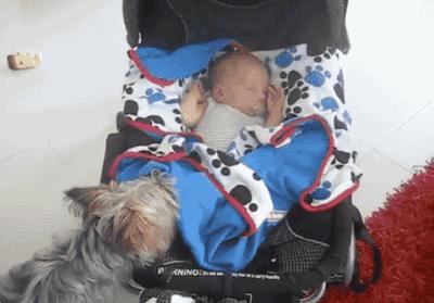 土拨鼠当宠物养合法吗,宠物土拨鼠能只养一只吗