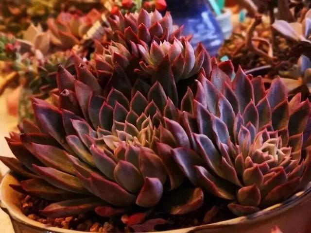 多肉植物直播紫罗兰女王,女王紫罗兰多肉