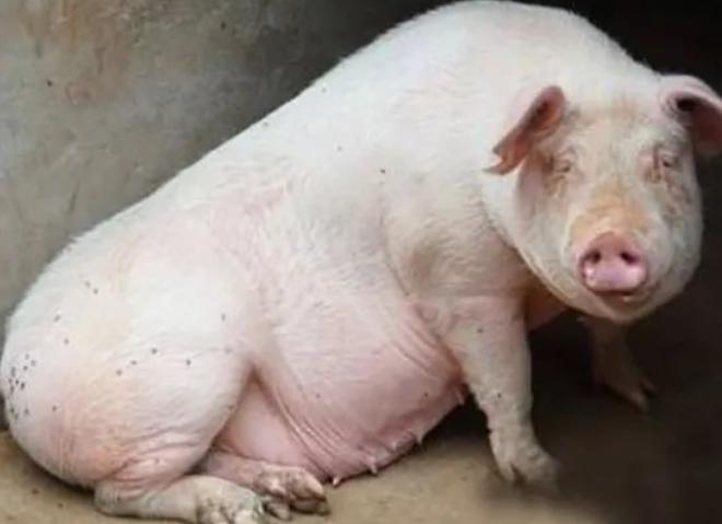 母猪产前一个星期不吃料怎么办,母猪产前不吃原因及解决方法大全