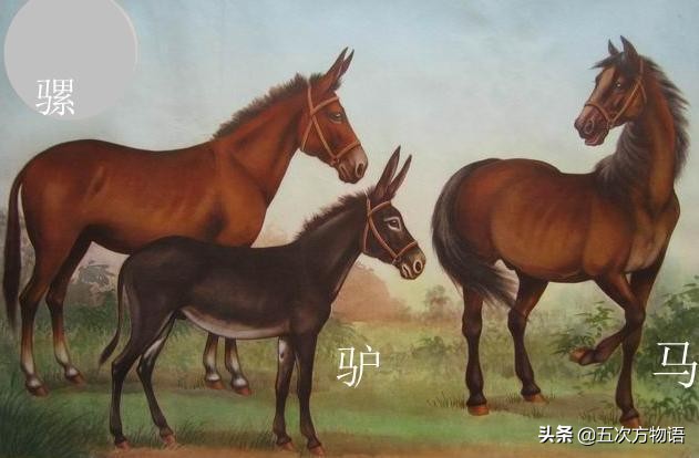 骡子不能生育的原因是谁惹的祸,为什么马和驴生的骡子不能生育