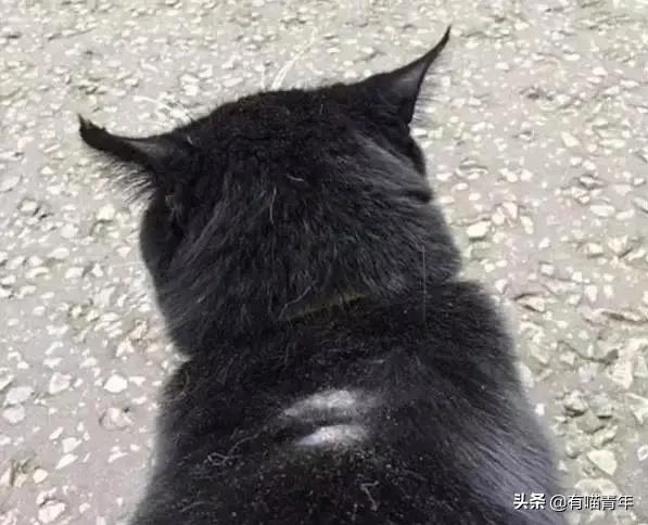 英国第一御猫,英国第一猫拉里视频