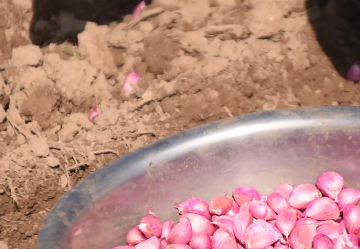 大蒜增产项目,大蒜增产小窍门