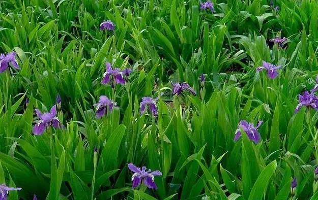 粉色和紫色的植物有哪些,紫色的植物有哪些品种