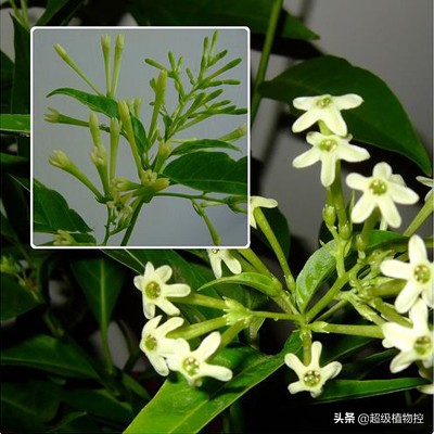 四季开花的香花植物,列举6种香花植物