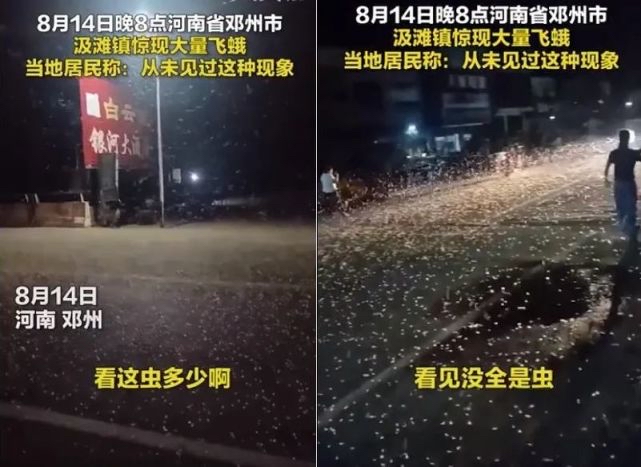 河南邓州惊现飞虫集聚，被传为“涨水蛾”，它们的出现意味什么？