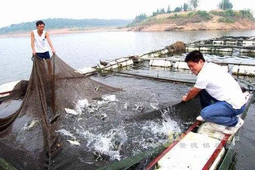 江南西道吴国道人,江南西道醴陵