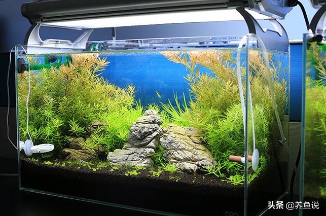 鱼缸水质不好咋办？传你绝招：调节鱼缸水质酸碱度的两样“法宝”